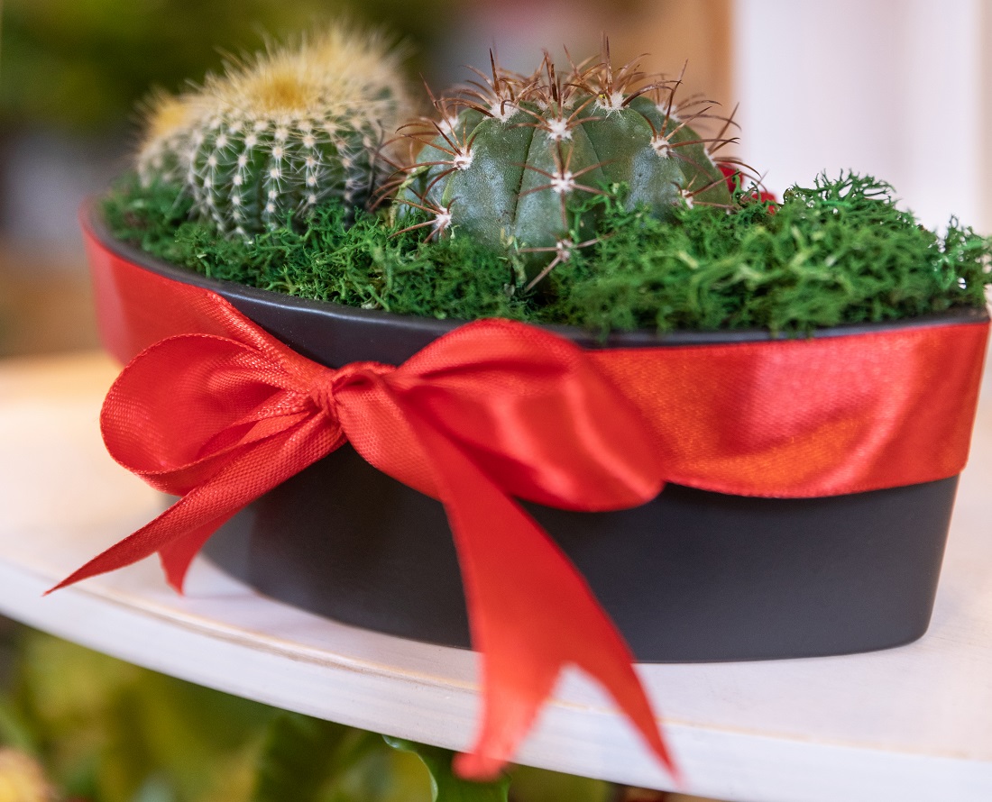 Cactus gifts