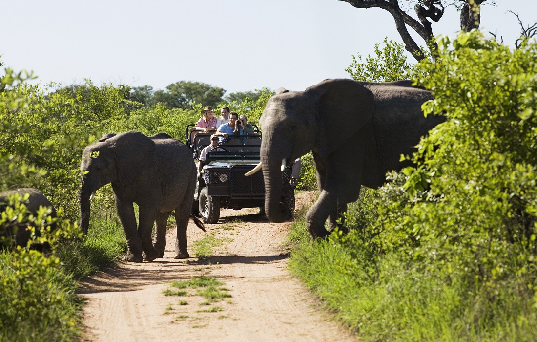 Two-elephants-crossing-dirt-road-with-tourists-in-jeep-in-background